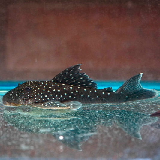 Galaxy (L-240) Plecostomus 5.75" WYSIWYG