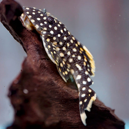Fine Spot Gold Nugget Plecostomus (L081) 2.25" WYSIWYG