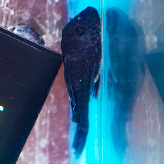 Blue Panaque (L-239) Plecostomus 2" WYSIWYG