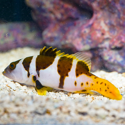 Black Saddle Grouper 5.5" WYSIWYG