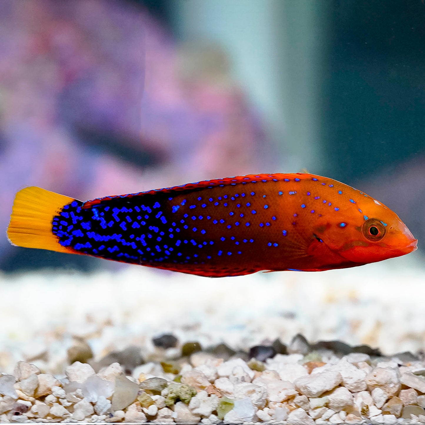 Red Coris Wrasse 3.5" WYSIWYG
