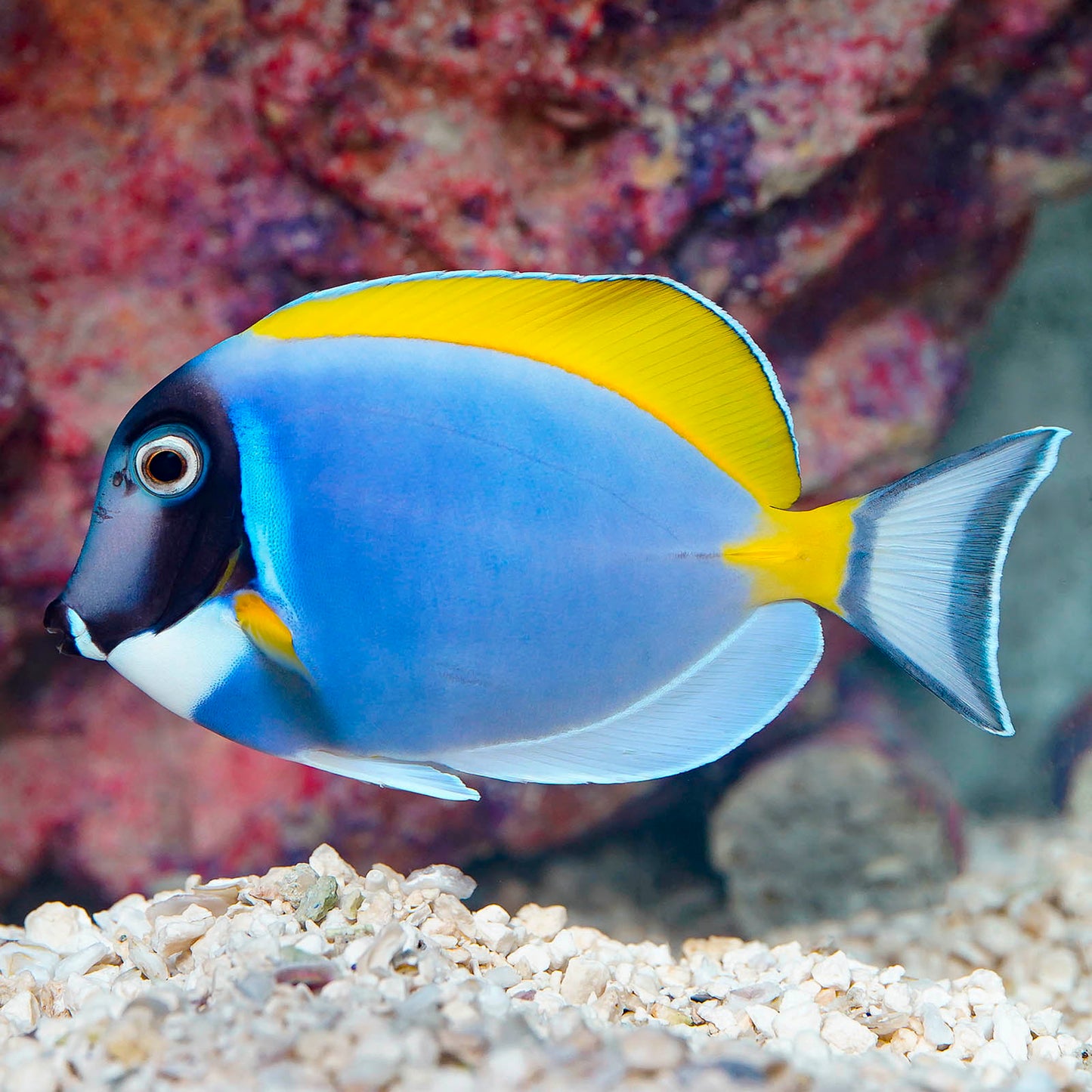 Powder Blue Tang 4.5" WYSIWYG