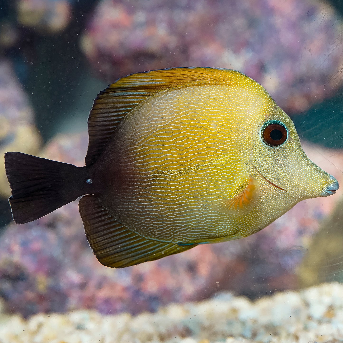 Scopas Tang 4" WYSIWYG