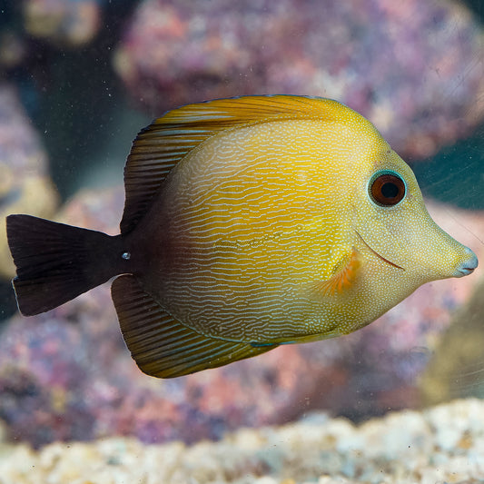 Scopas Tang 4" WYSIWYG