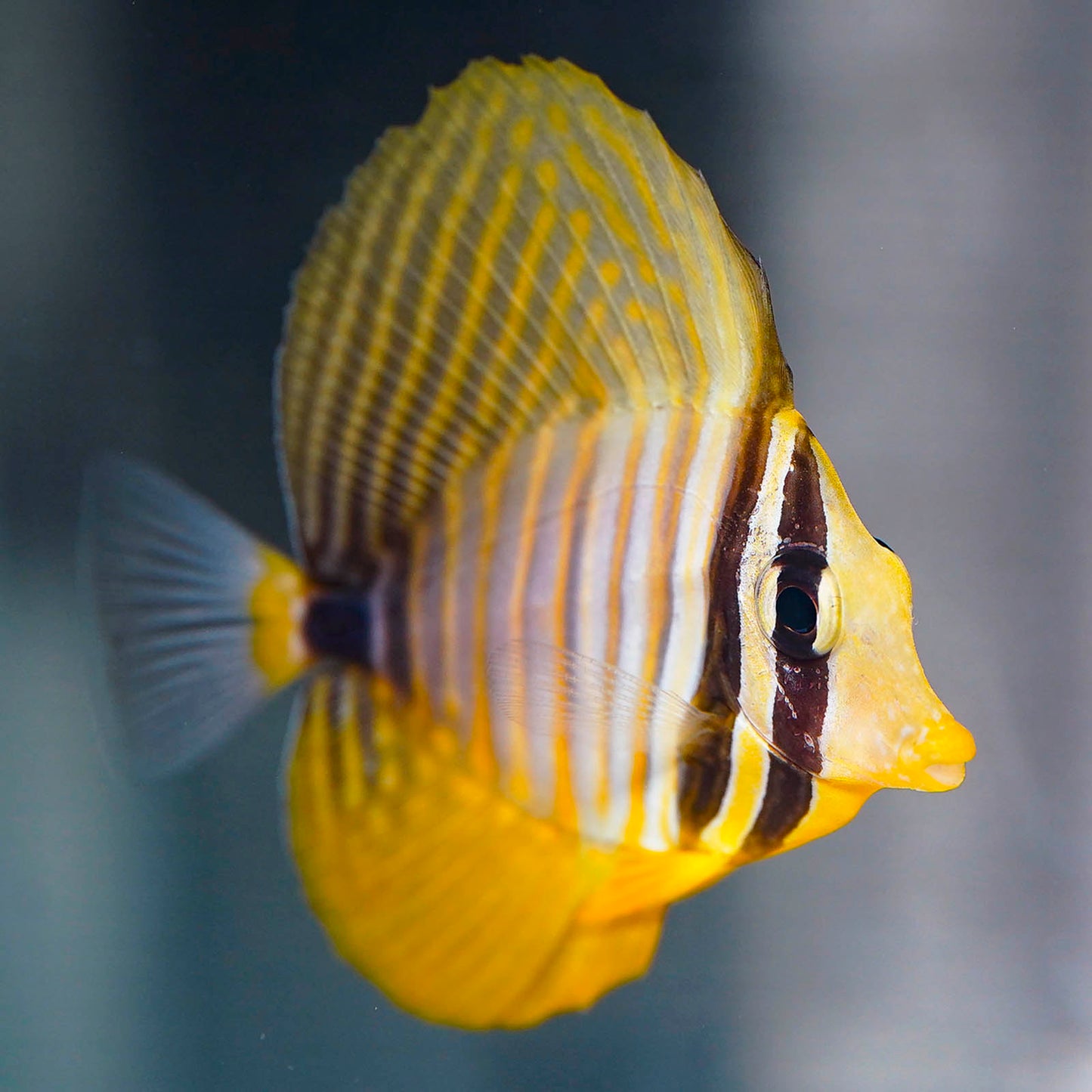 Sailfin Tang, Desjardini 2.5" WYSIWYG