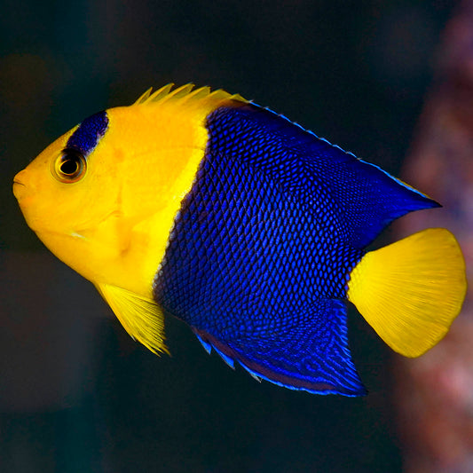 Bicolor Angelfish 2.75" WYSIWYG