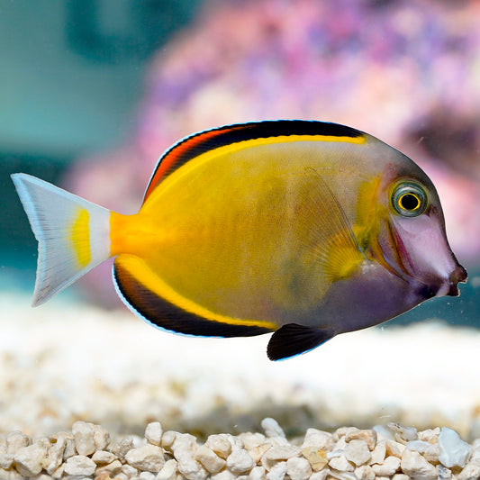 Powder Brown Tang 4" WYSIWYG