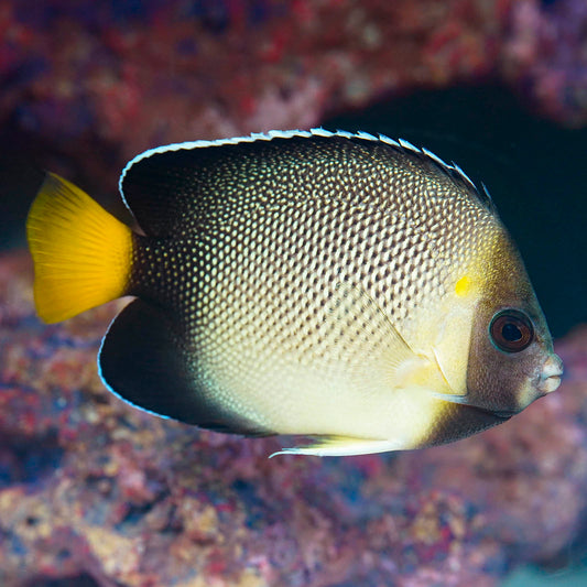Xanthurus Cream Angelfish 4" WYSIWYG