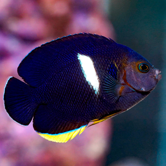 Keyhole Angelfish 3" WYSIWYG