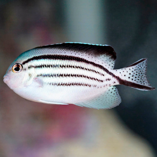 Lamarck's Angelfish 3" WYSIWYG