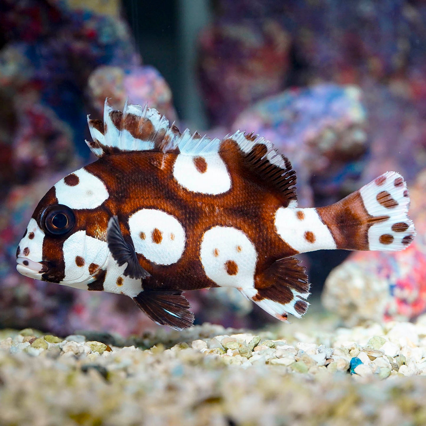 Spotted Sweetlips 5.5" WYSIWYG