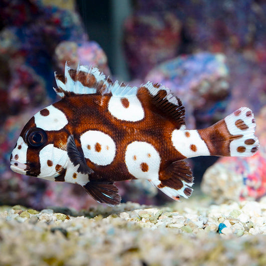 Spotted Sweetlips 5.5" WYSIWYG