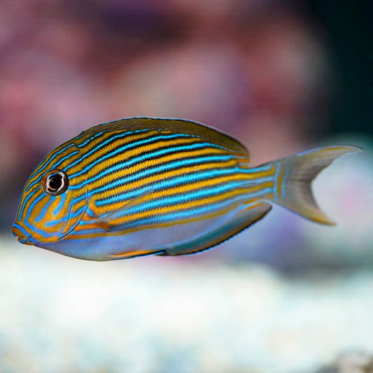 Clown Tang 2.5" WYSIWYG