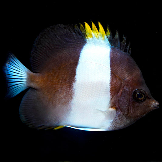 Zoster Butterflyfish 3.5" WYSIWYG