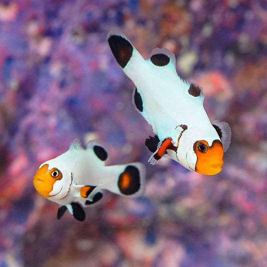 Wyoming White Clownfish, Captive-Bred Pair 2" WYSIWYG