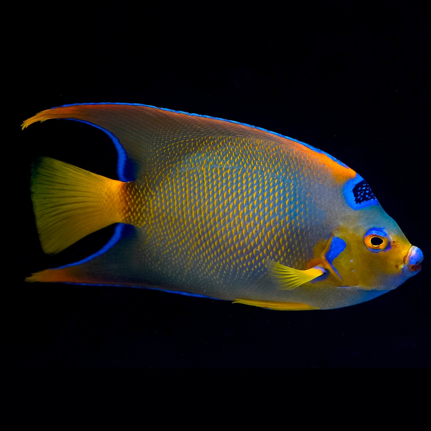 Queen Angelfish 5" WYSIWYG