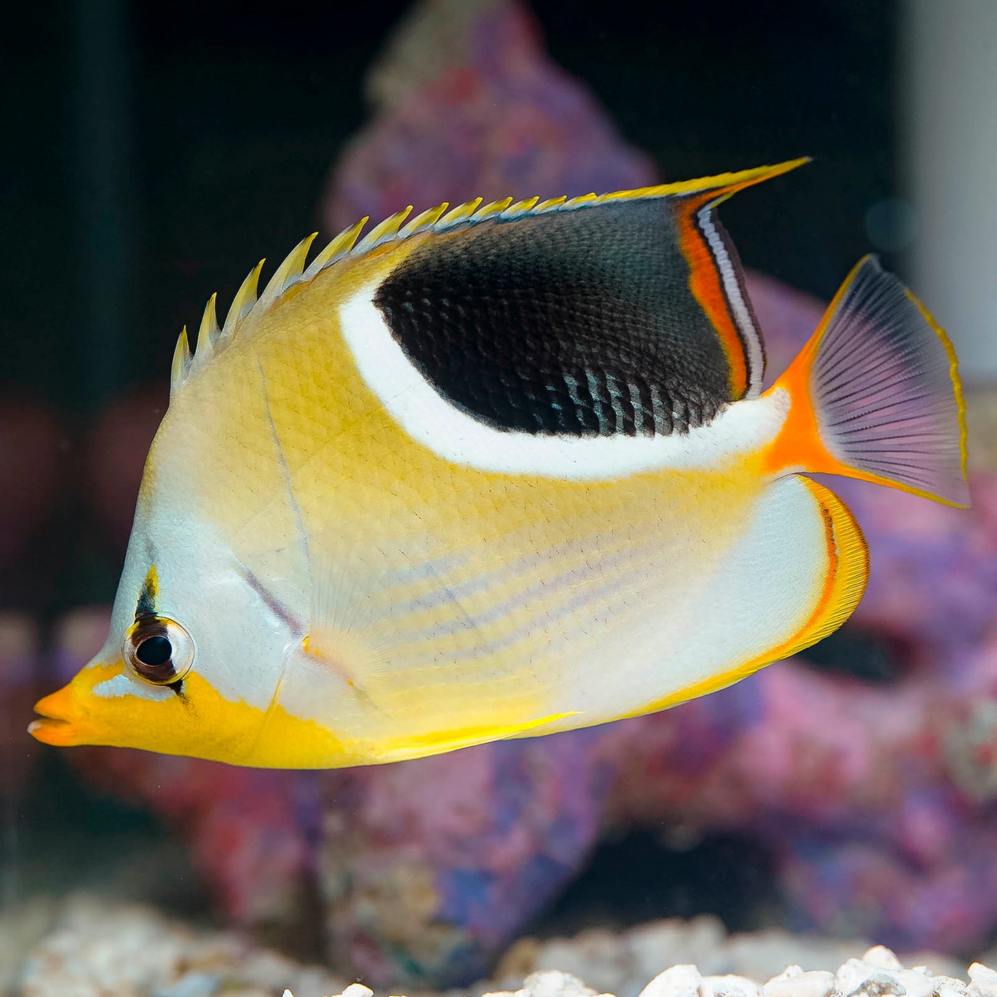 Saddleback Butterflyfish 4.25" WYSIWYG