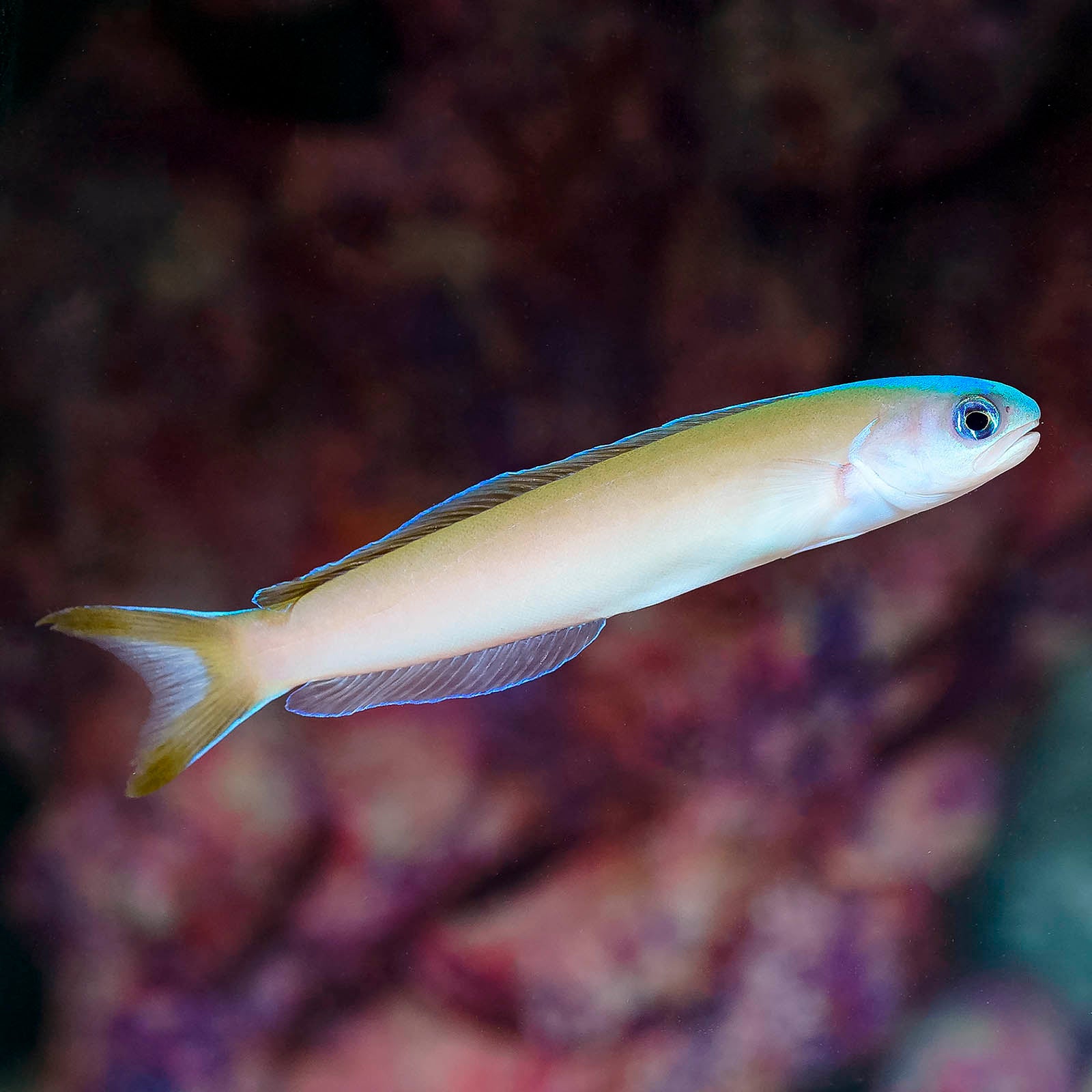 Blue Jaw Tilefish : Saltwater Aquarium Fish for Marine Aquariums ...