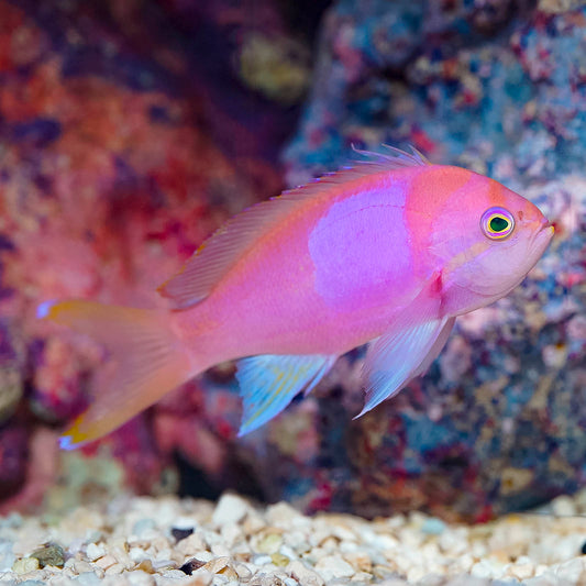 Squareback Anthias, Male 4.5" WYSIWYG