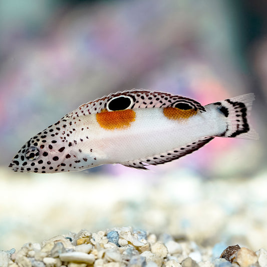 Twin Spot Wrasse 3" WYSIWYG