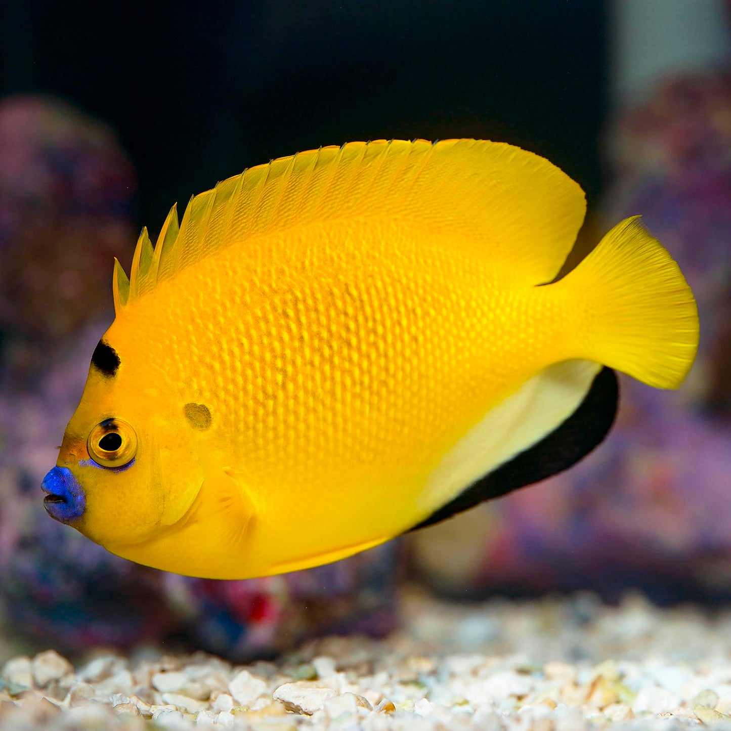 Flagfin Angelfish 4.5" WYSIWYG