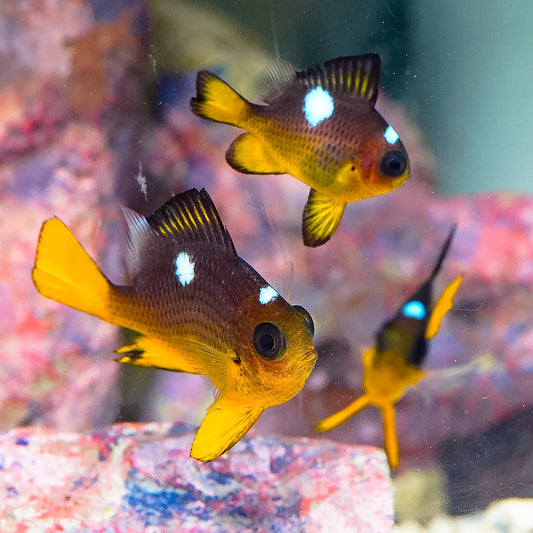 Golden Domino Damselfish 3-Lot 1.75" to 2" WYSIWYG