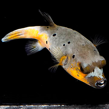 Yellow Belly Dogface Puffer 4.5" WYSIWYG