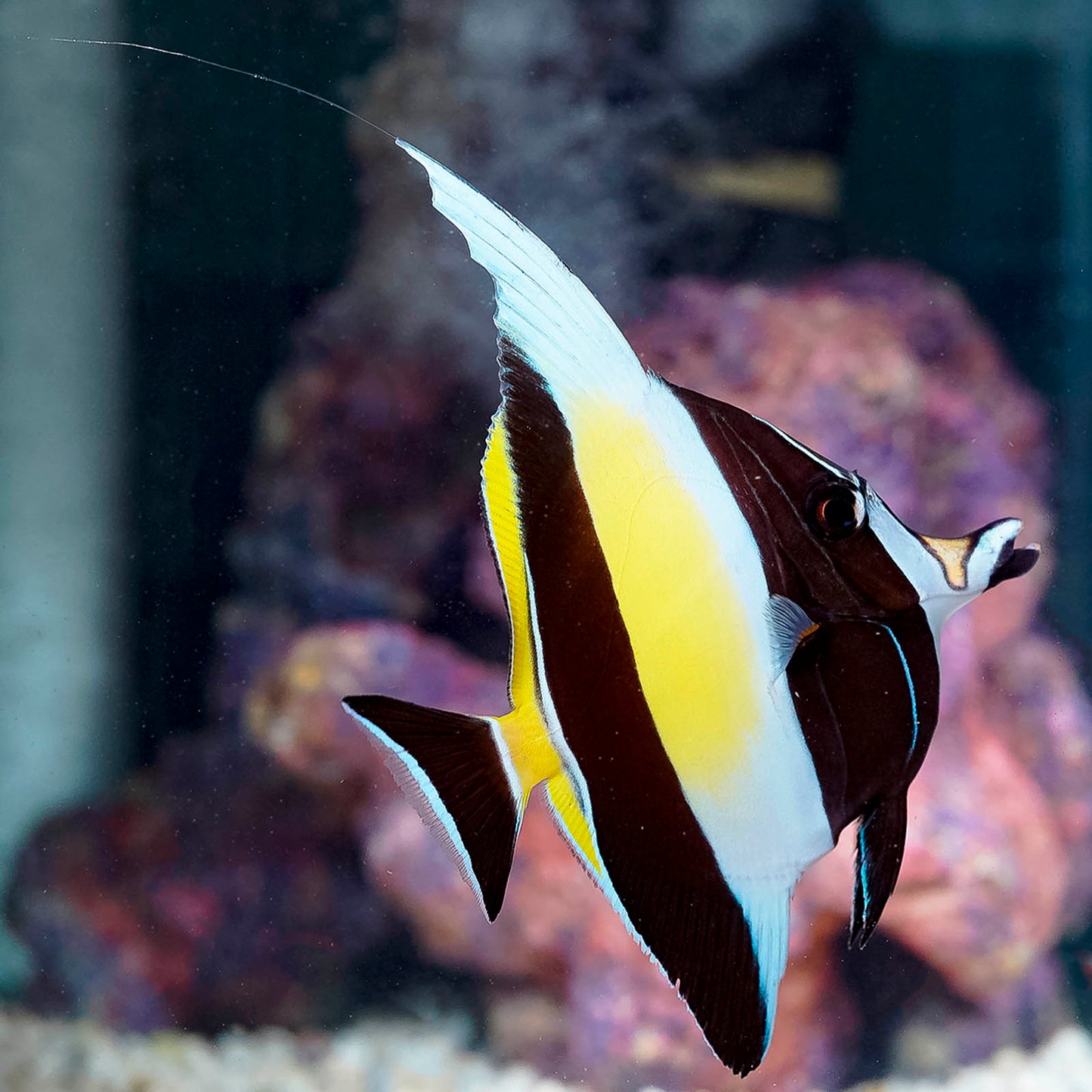 Moorish Idol EXPERT ONLY 4.75" WYSIWYG