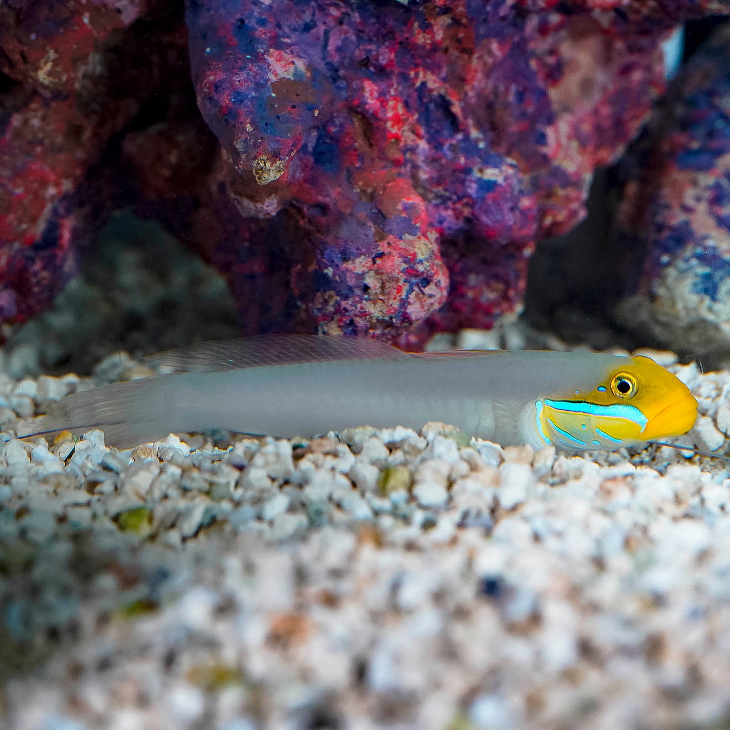 Sleeper Gold Head Goby 5" WYSIWYG