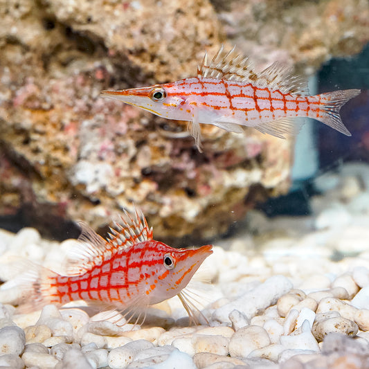 Longnose Hawkfish Pair 2.75" WYSIWYG