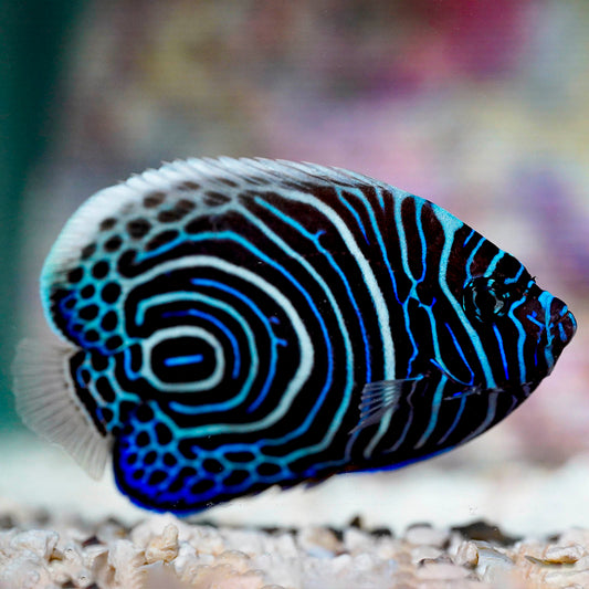 Emperor Angelfish Juvenile 3.75" WYSIWYG