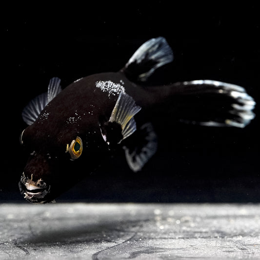 Black Dogface Puffer 6" WYSIWYG