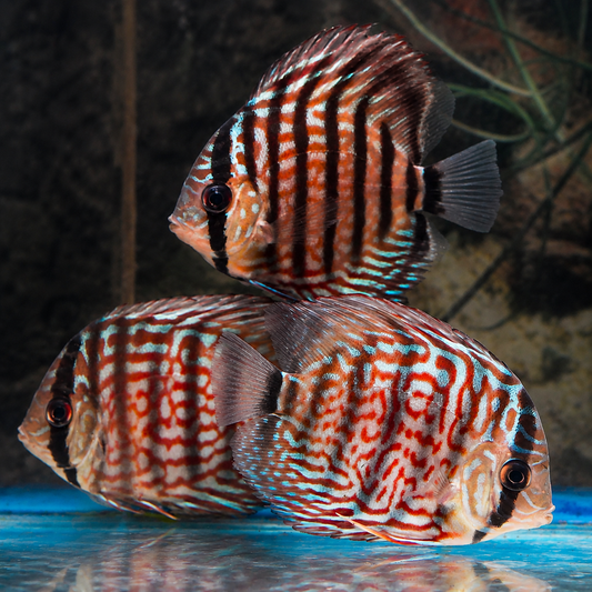 Red Turquoise Discus 3-Lot 3.5" WYSIWYG