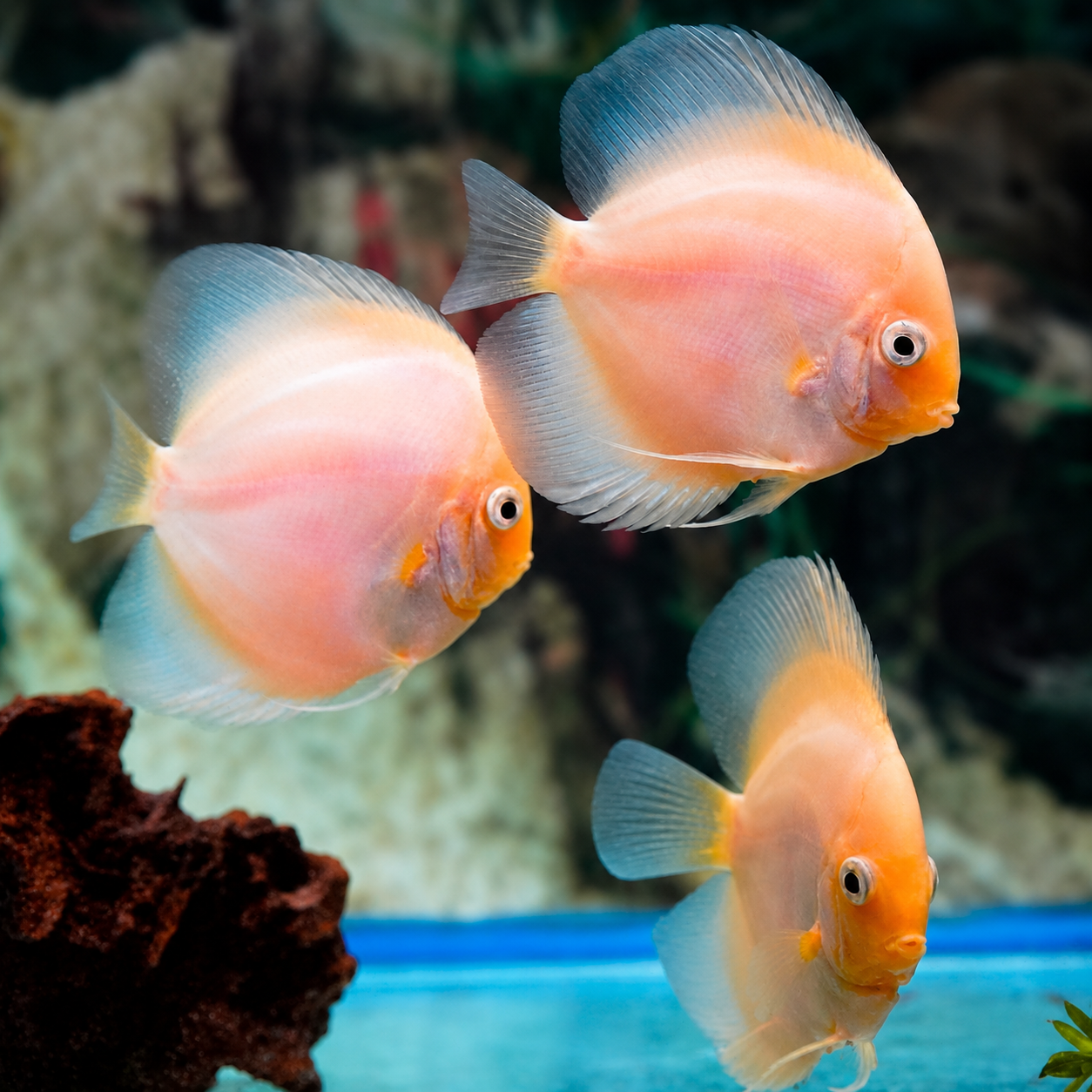 Golden Pearl Discus 3-Lot 3.5 to 4" WYSIWYG