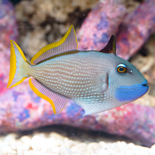 Blue Throat Triggerfish, Male 5" WYSIWYG