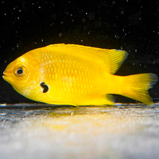 Sulphur Damselfish 2" WYSIWYG