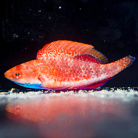 Blue Throat Fairy Wrasse 2.25" WYSIWYG