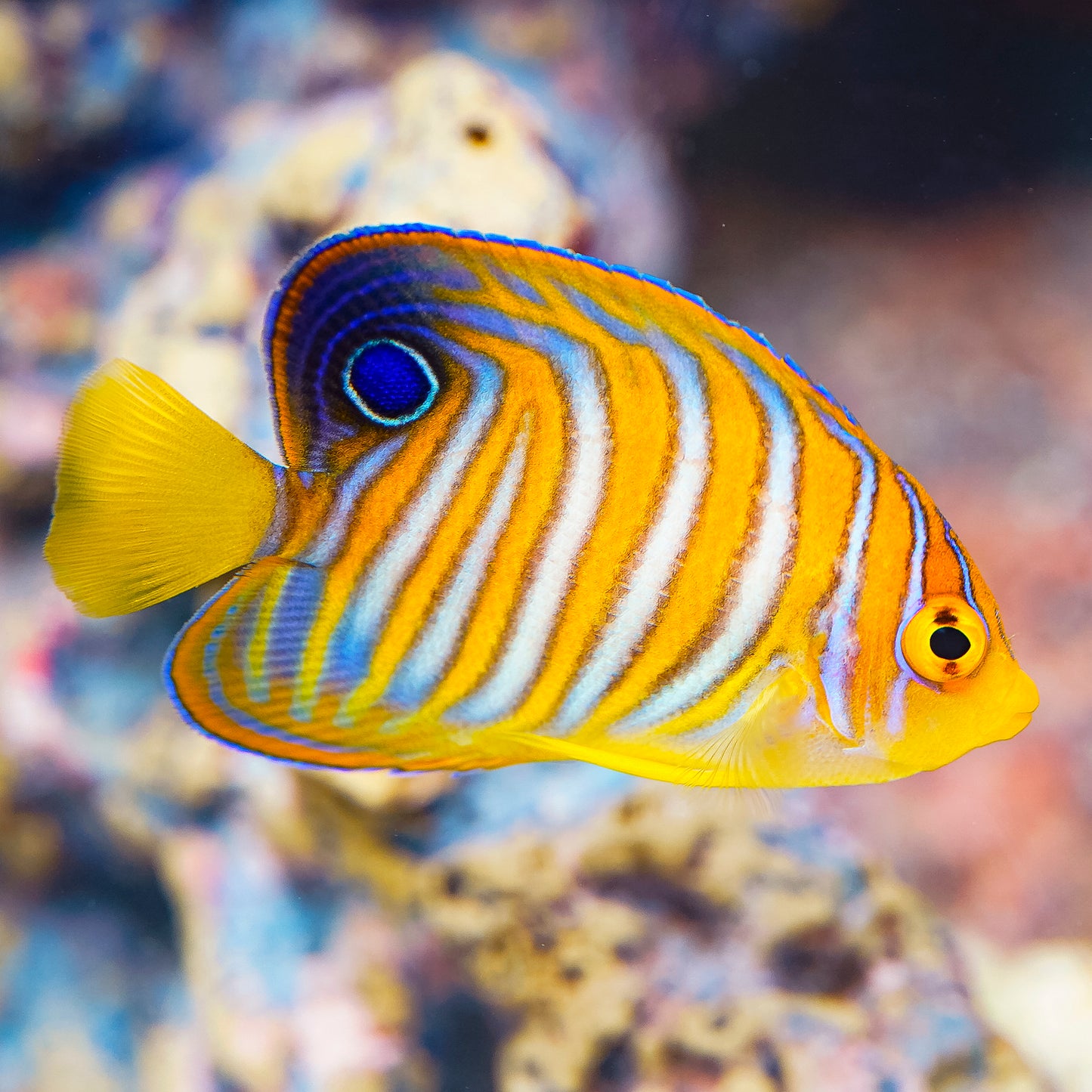 Regal Angelfish 2.5" EXPERT ONLY WYSIWYG