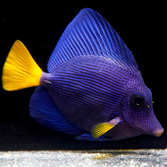 Purple Tang 2.75" WYSIWYG