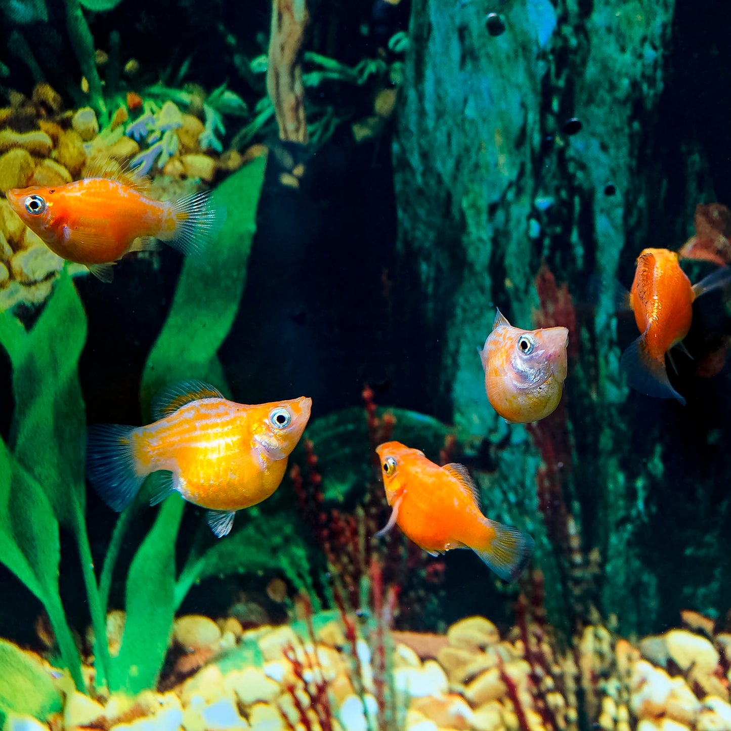 Golden Balloon Molly 5-Lot 1" WYSIWYG