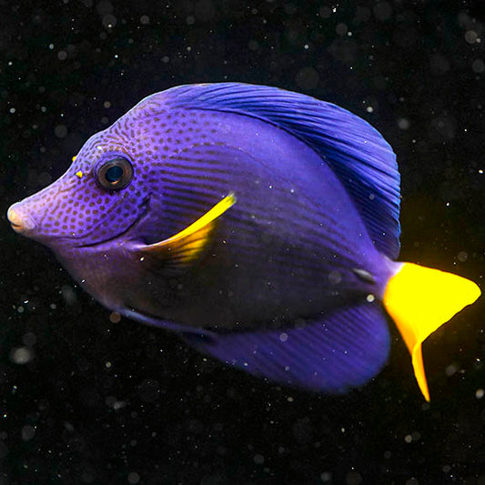 Purple Tang 3.75" WYSIWYG