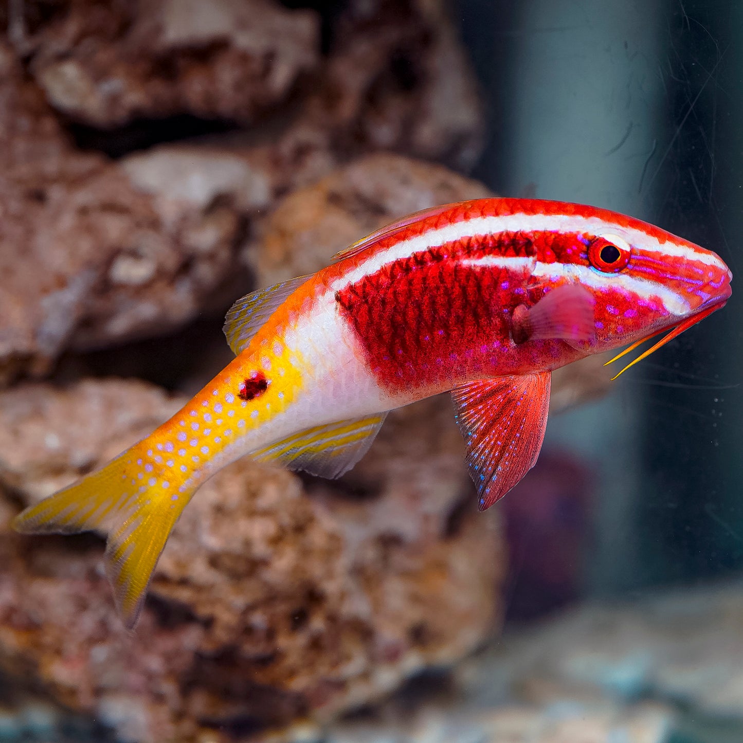 Bicolor Goatfish 5.25" WYSIWYG