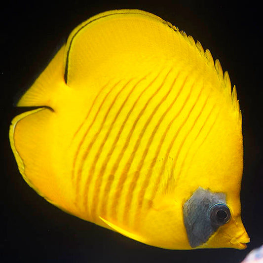 Golden Semilarvatus Butterflyfish 6" WYSIWYG