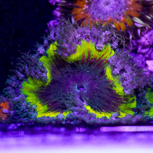 Rock Flower Anemone, Ultra 2" to 3" WYSIWYG