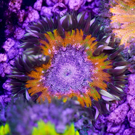 Rock Flower Anemone, Ultra 2" to 3" WYSIWYG