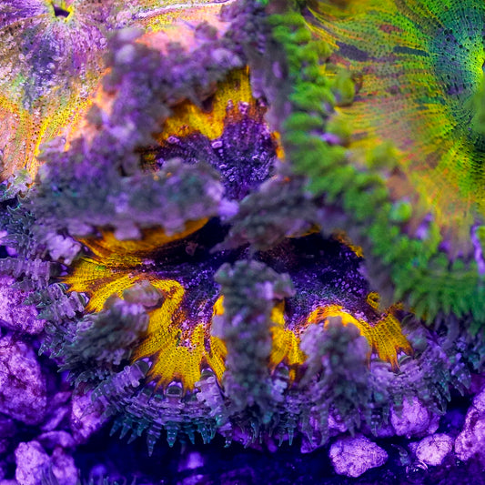 Rock Flower Anemone, Ultra 2" to 3" WYSIWYG