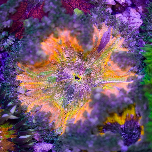 Rock Flower Anemone, Ultra 2" to 3" WYSIWYG