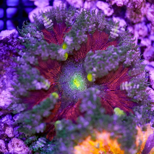 Rock Flower Anemone, Premium 2" to 3" WYSIWYG