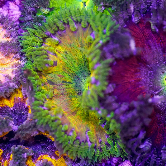 Rock Flower Anemone, Ultra 2" to 3" WYSIWYG