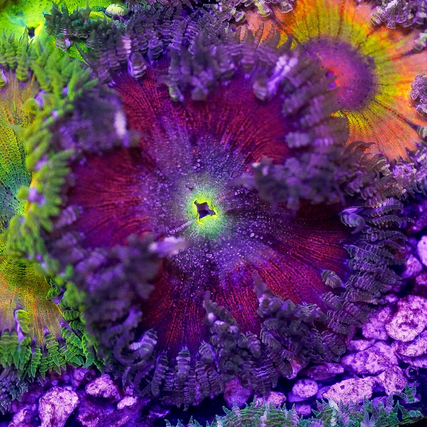 Rock Flower Anemone, Premium 2" to 3" WYSIWYG